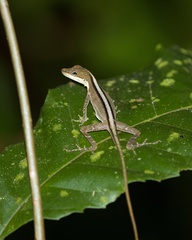 Anolis limifrons
