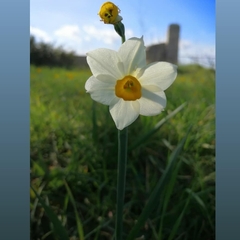 Narcissus tazetta