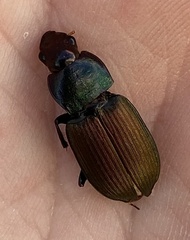 Neoaulacoryssus speciosus