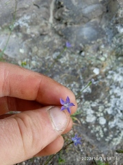 Wahlenbergia violacea