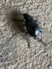 Calosoma marginale