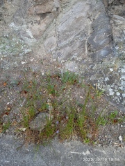 Wahlenbergia violacea