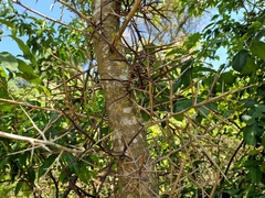 Gleditsia amorphoides
