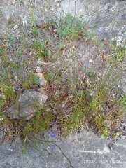Wahlenbergia violacea