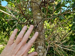 Gleditsia amorphoides