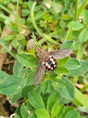 Tachinidae