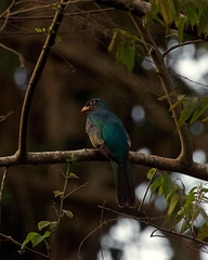 Trogon massena