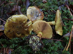 Cortinarius atrovirens