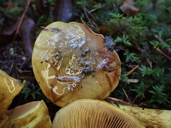 Cortinarius atrovirens