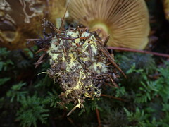 Cortinarius atrovirens