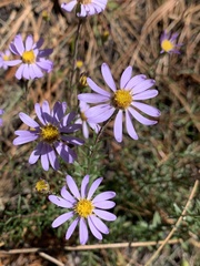 Ionactis linariifolia