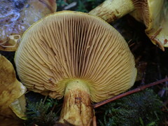 Cortinarius atrovirens
