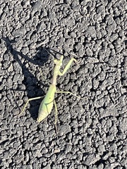 Stagmomantis carolina