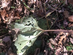 Arnoglossum reniforme