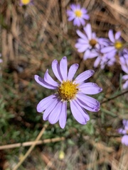 Ionactis linariifolia