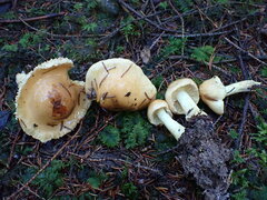 Cortinarius percomis