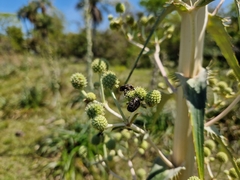 Eryngium horridum