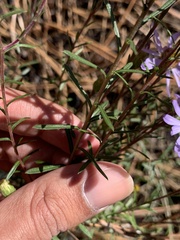 Ionactis linariifolia