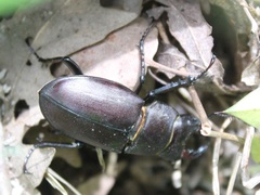Lucanus tetraodon