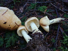 Cortinarius percomis