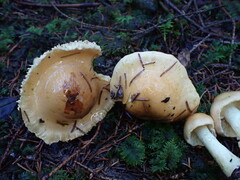 Cortinarius percomis