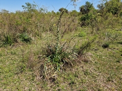 Eryngium horridum