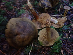 Cortinarius melanotus