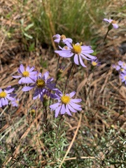Ionactis linariifolia