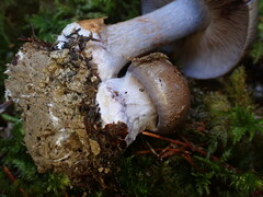 Thaxterogaster purpurascens