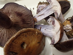 Thaxterogaster purpurascens