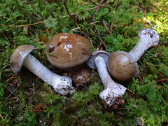 Thaxterogaster purpurascens