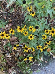 Rudbeckia