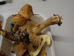 Cortinarius percomis