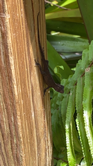 Anolis cristatellus