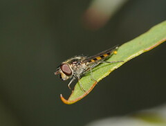 Melangyna