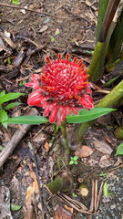 Etlingera elatior