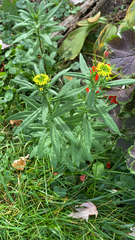 Erysimum cheiranthoides