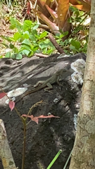 Anolis cristatellus