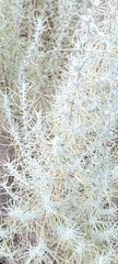Artemisia filifolia