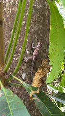 Anolis cristatellus