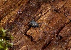 Nemastoma bimaculatum