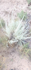 Artemisia filifolia