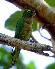 Eupsittula nana