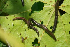 Ommatoiulus moreleti