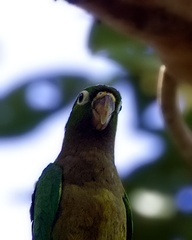 Eupsittula nana