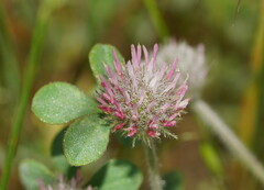 Trifolium hirtum