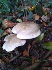 Melanoleuca strictipes