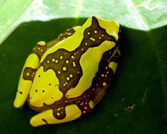 Dendropsophus ebraccatus