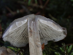 Tephrocybe rancida