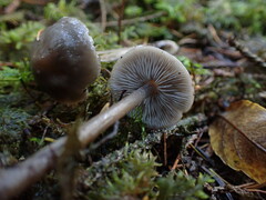 Tephrocybe rancida